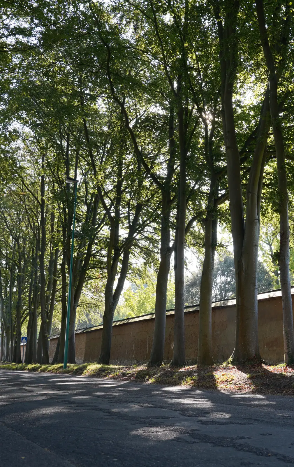 La hêtraie de la forêt de Lyons