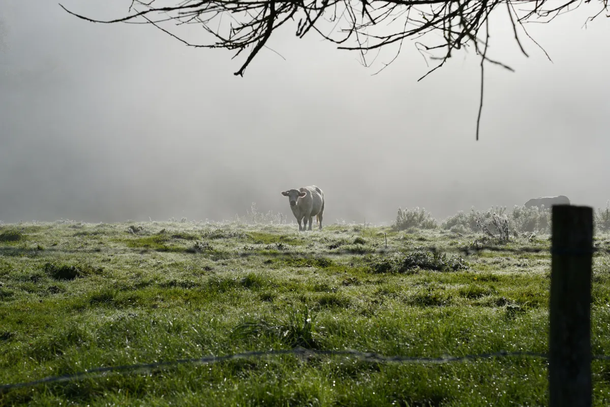 Chambre d'hôtes au cœur de la forêt de Lyons